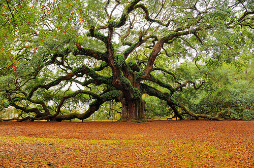  Business Coaching of Pruning the Tree of Life