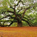 Pruning the Tree of Life